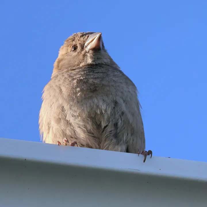 House Sparrow