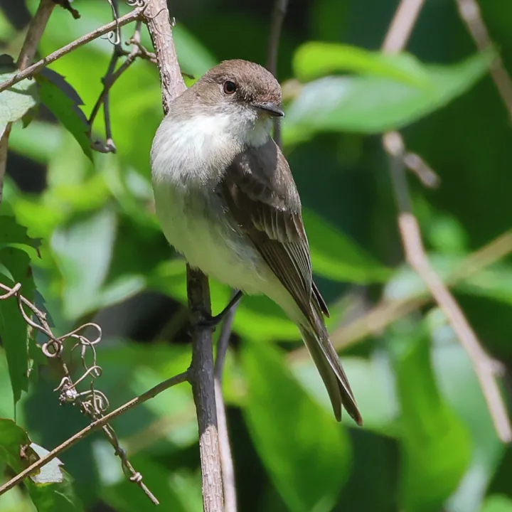 Eastern Phoebe