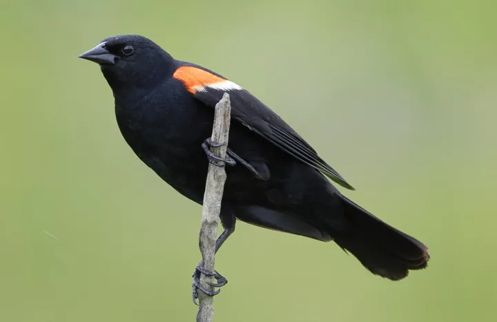 Red-winged Blackbird