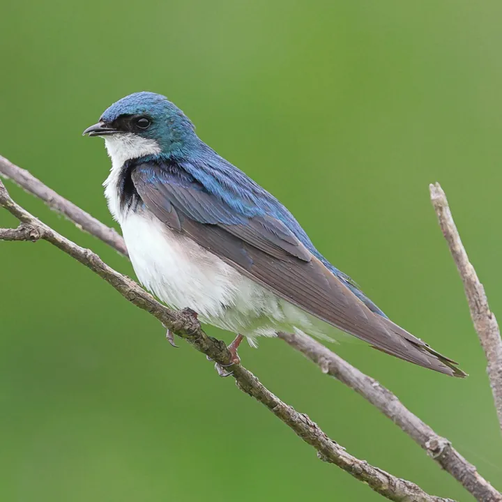 Tree Swallow