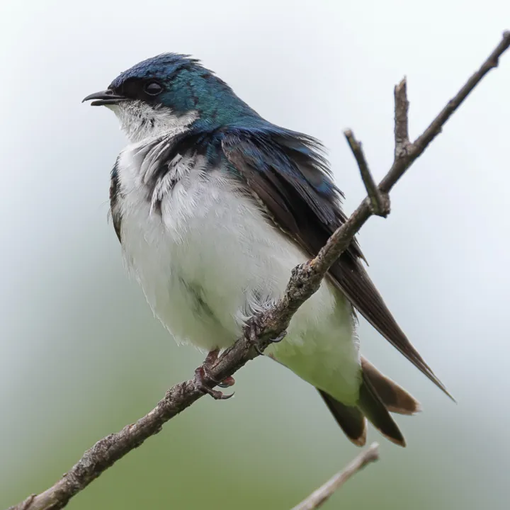 Tree Swallow