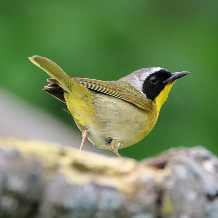 Common Yellowthroat