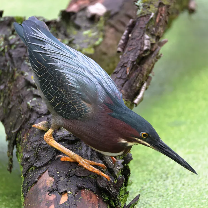 Green Heron
