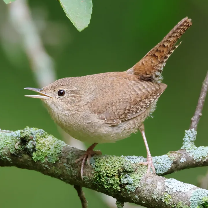 Northern House Wren