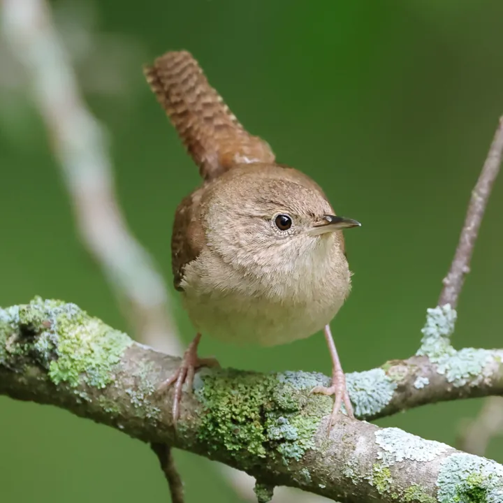Northern House Wren