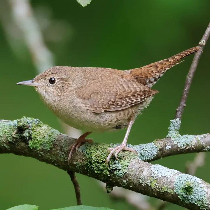 Northern House Wren