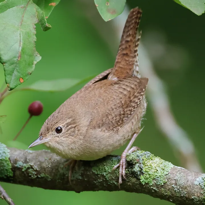 Northern House Wren