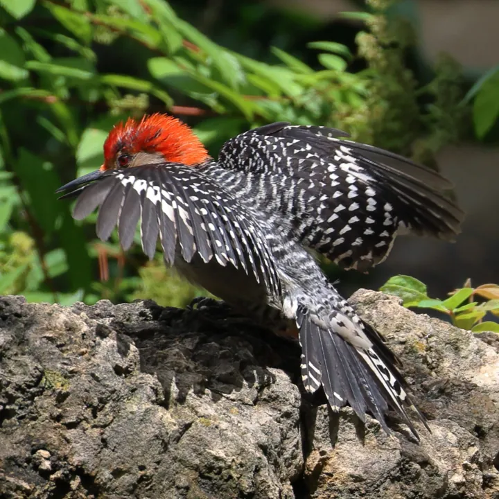 Red-bellied Woodpecker
