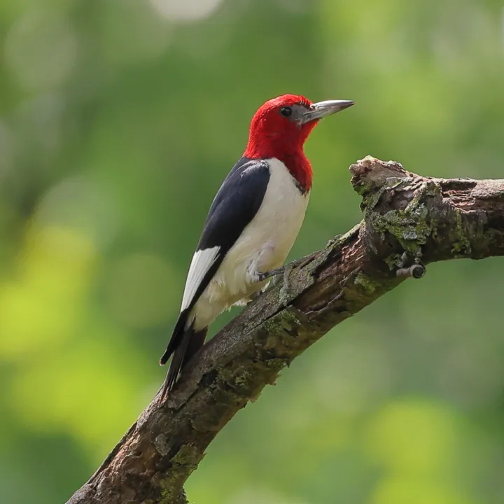 Red-headed Woodpecker