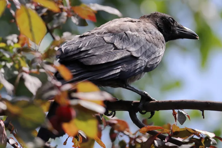 Hooded Crow