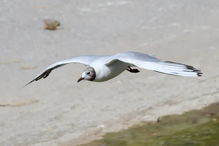 Black-headed Gull