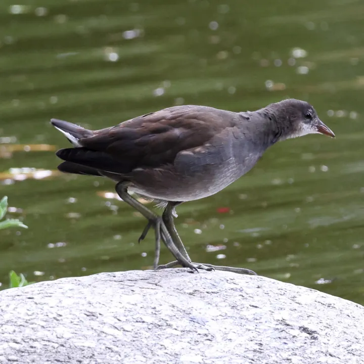 Eurasian Moorhen