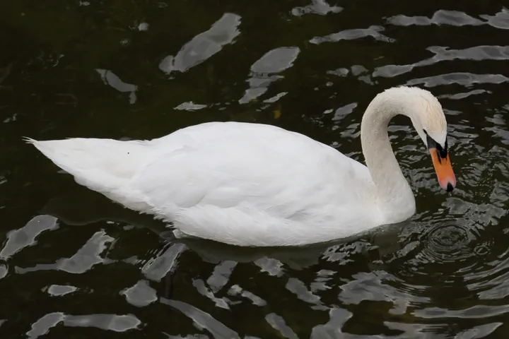 Mute Swan