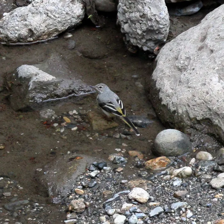 Gray Wagtail
