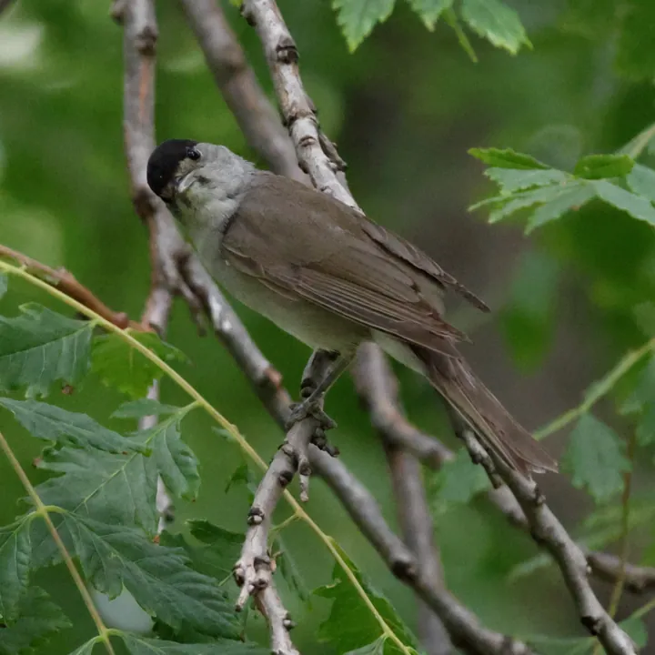 Eurasian Blackcap