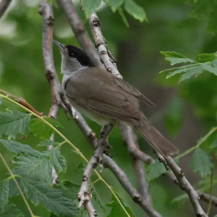Eurasian Blackcap