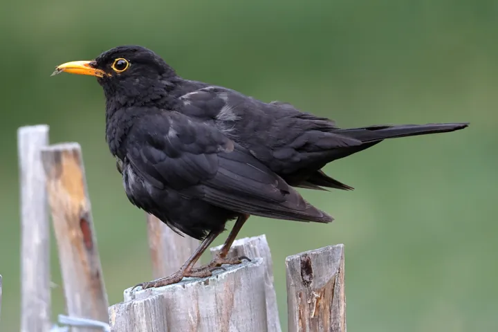 Eurasian Blackbird