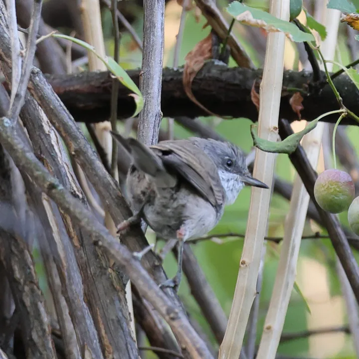 Lesser Whitethroat