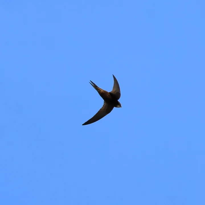 Common Swift