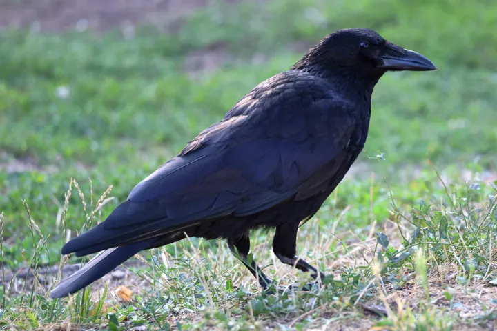 Carrion Crow