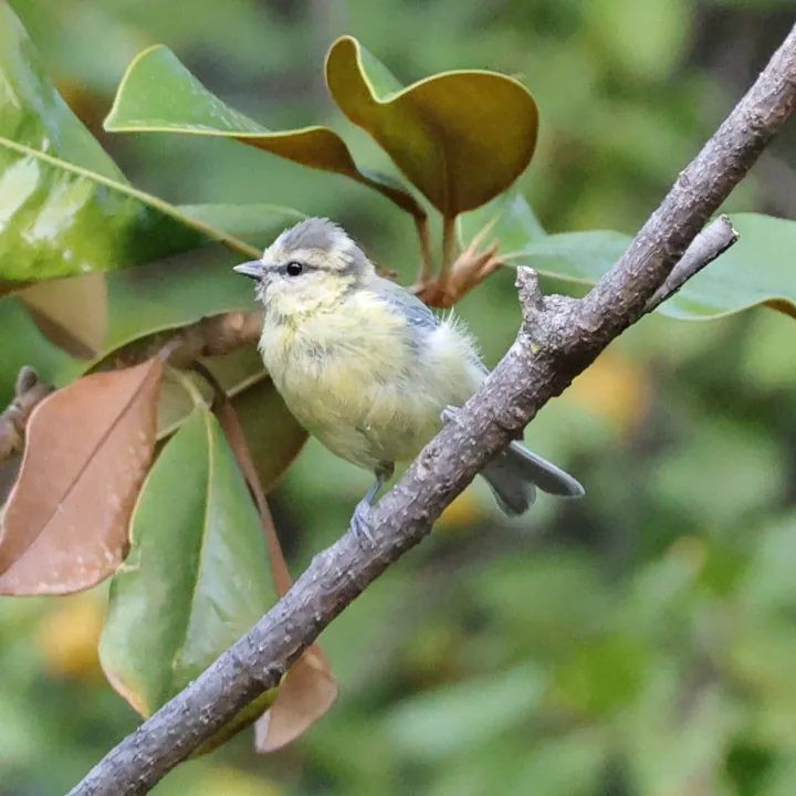 Eurasian Blue Tit