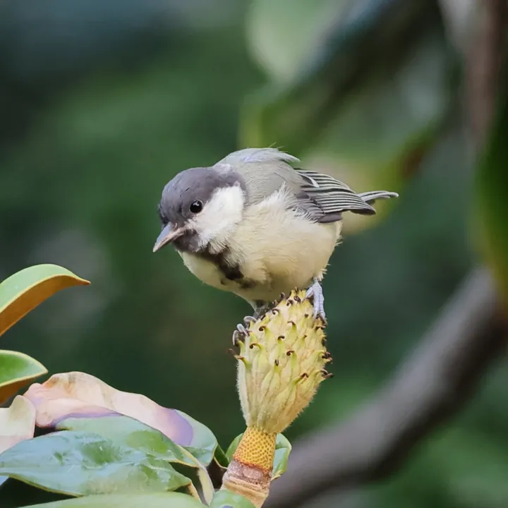Great Tit