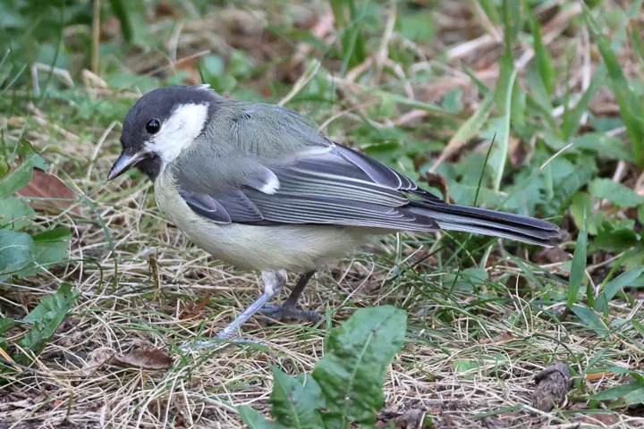 Great Tit