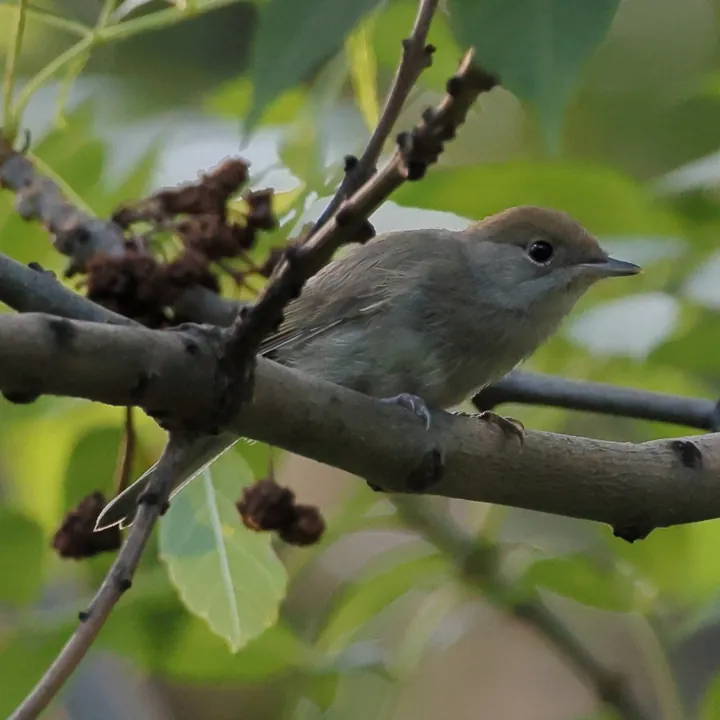 Eurasian Blackcap
