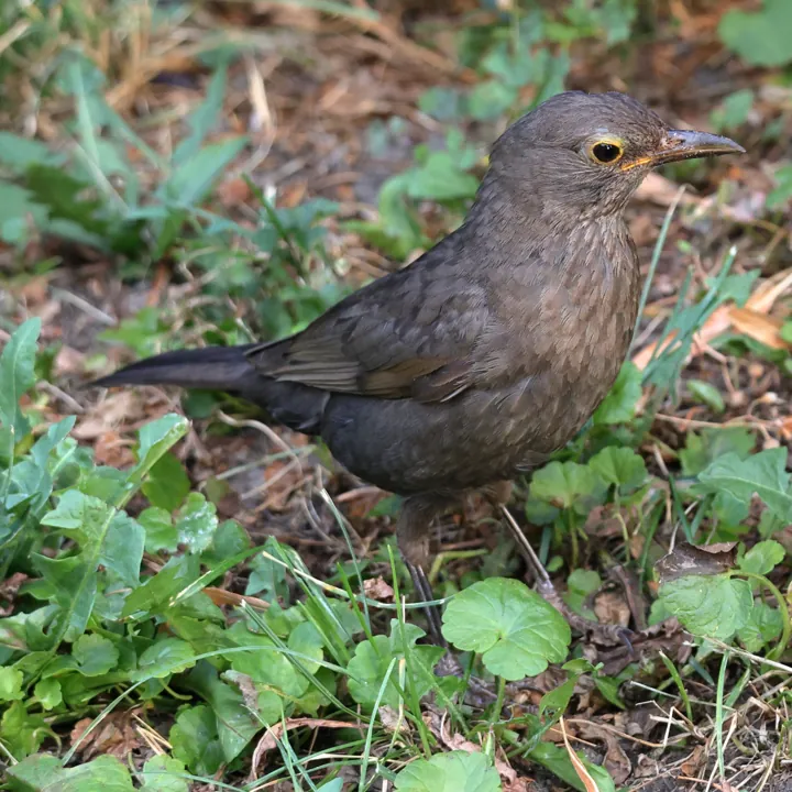 Eurasian Blackbird