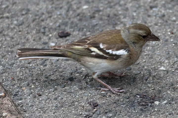 Common Chaffinch