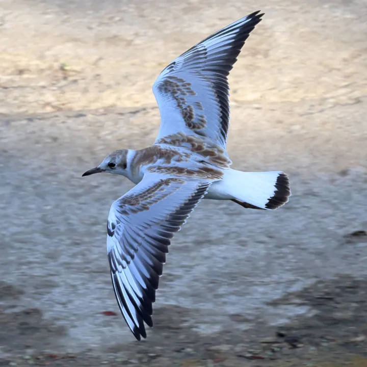 Black-headed Gull