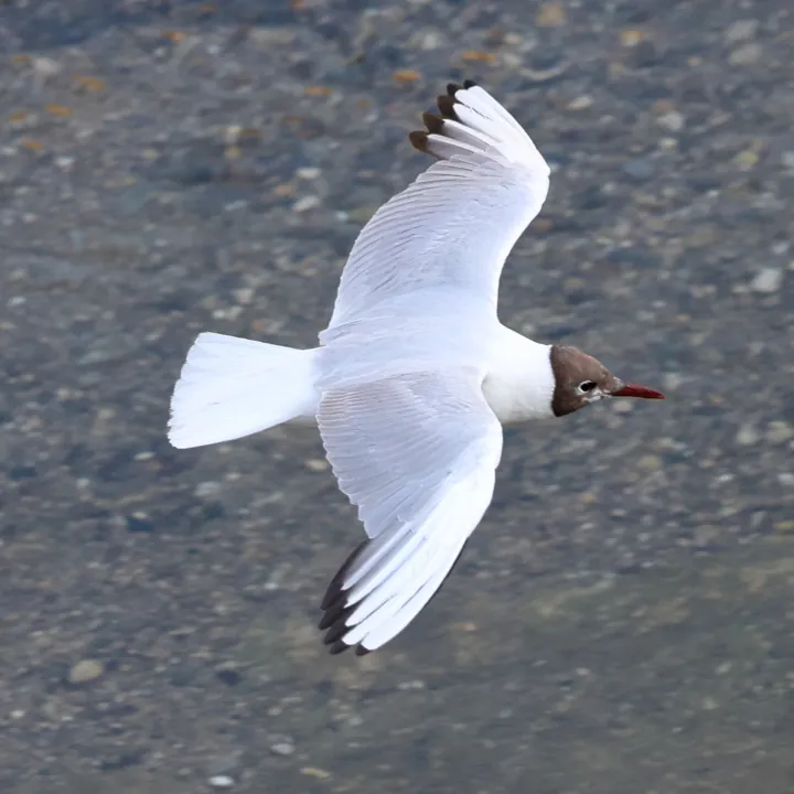 Black-headed Gull
