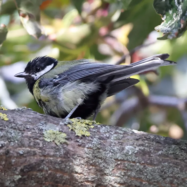 Great Tit
