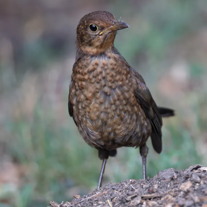 Eurasian Blackbird