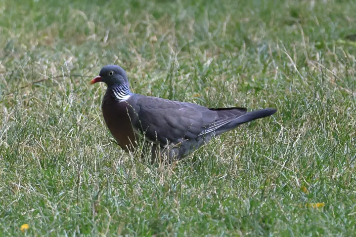 Common Wood-Pigeon
