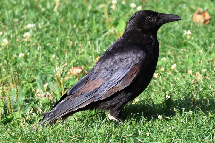 Carrion Crow