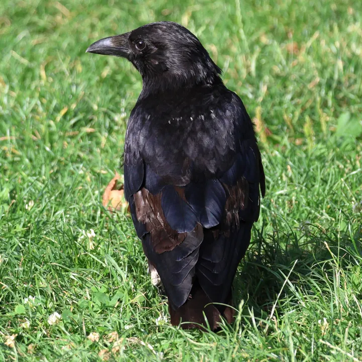 Carrion Crow