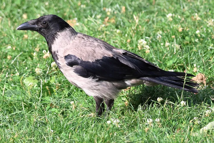 Hooded Crow