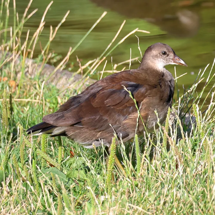 Eurasian Moorhen