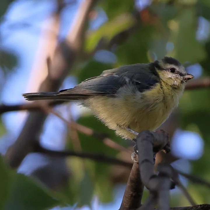 Eurasian Blue Tit