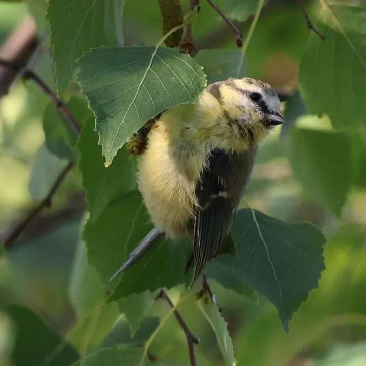 Eurasian Blue Tit