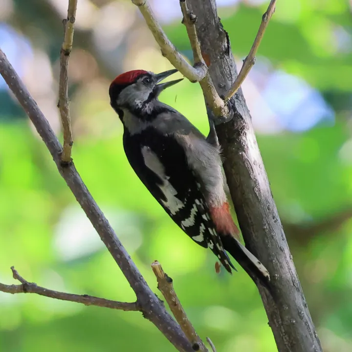 Great Spotted Woodpecker