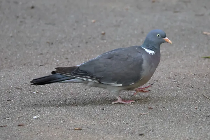 Common Wood-Pigeon