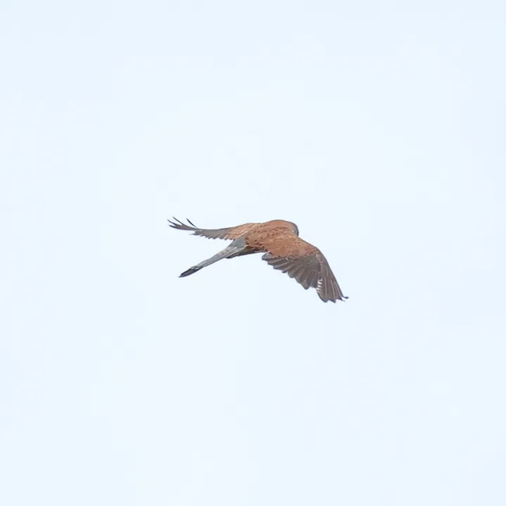 Eurasian Kestrel