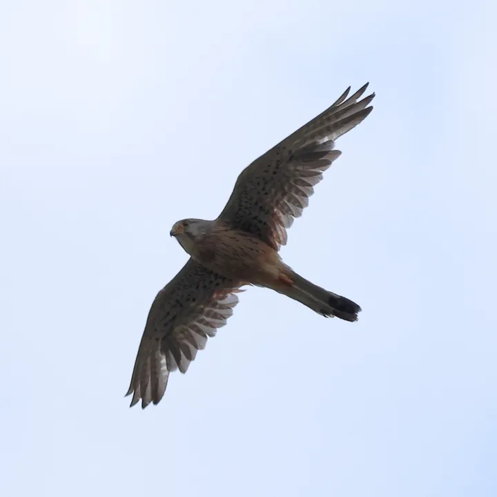 Eurasian Kestrel