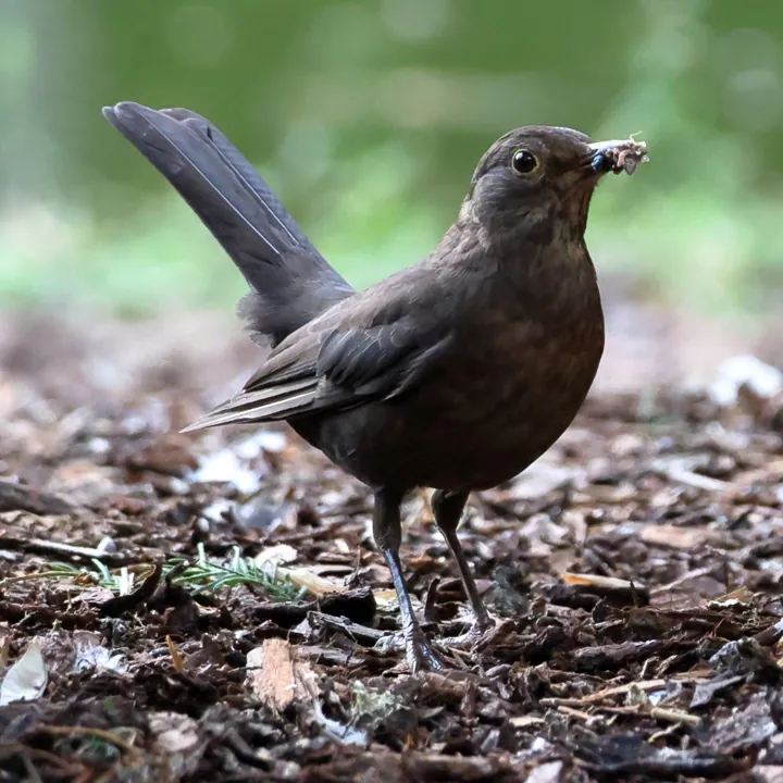 Eurasian Blackbird