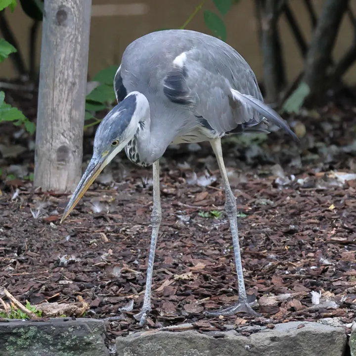 Gray Heron