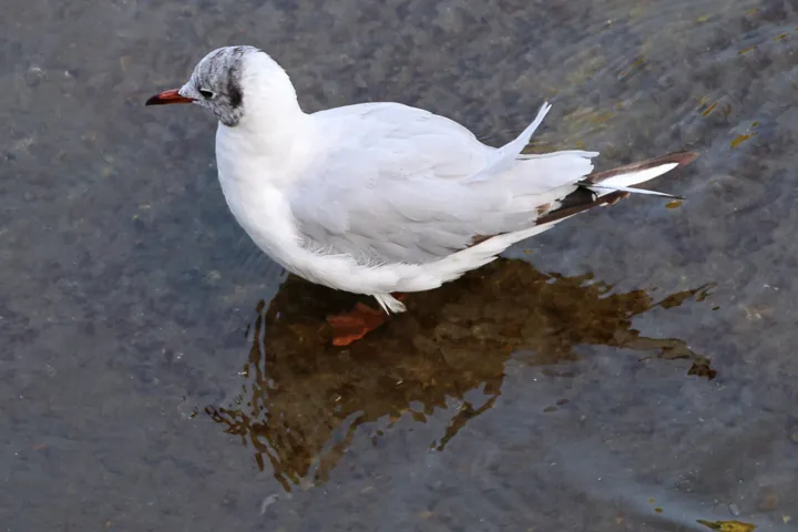 Black-headed Gull
