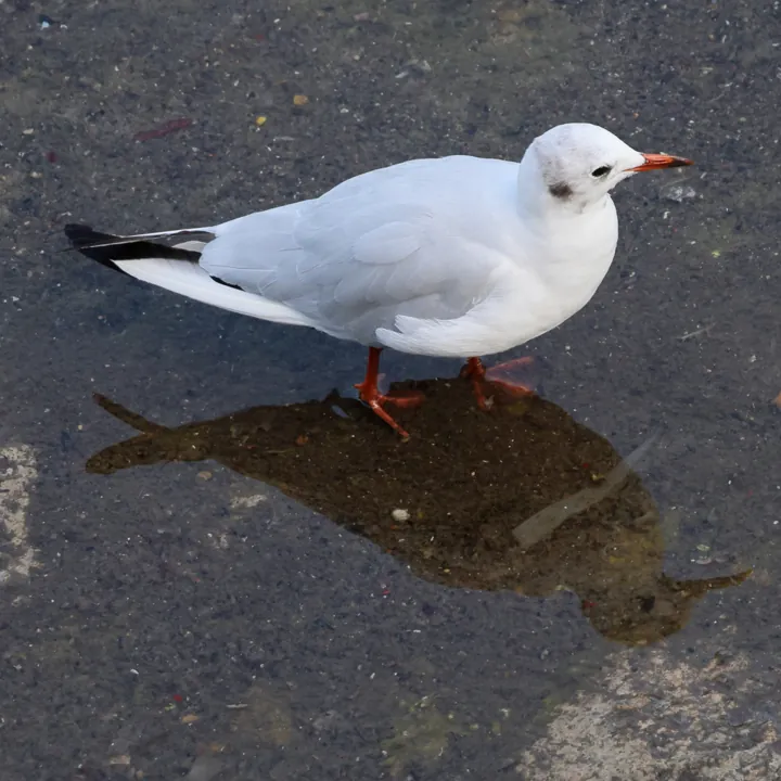 Black-headed Gull