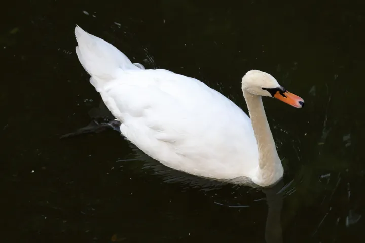 Mute Swan